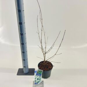 Cornus kousa chinensis Cornus kousa chinensis
(1 Plants/Order)(17cmP 80cmH)