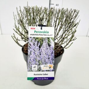 Perovskia Prime Time Perovskia atr. 'Prime Time' BüC5
(1 Plants/Order)(23cmP 40cmH)