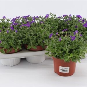 Aubrieta gracilis Kitte Aubrieta Gracilis Kitte
(8 Plants/Order)(13cmP 10cmH)