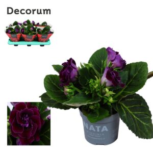 Sinningia Sonata purpel Gloxinia Sonata lilac 13 cm Decorum
(6 Plants/Order)(13cmP 20cmH)
