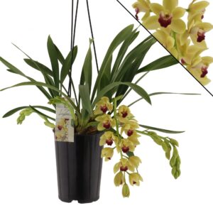 Cymbidium Winn 3-4 spike
(4 Plants/Order)(14cmP 60cmH)
