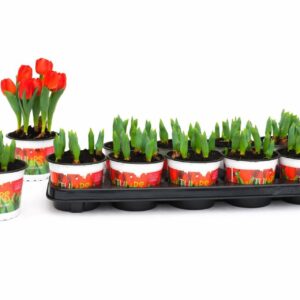 Tulipa (Double Early Grp) Red Baby Tulp Red Baby 12 cm
(10 Plants/Order)(12cmP 16cmH)