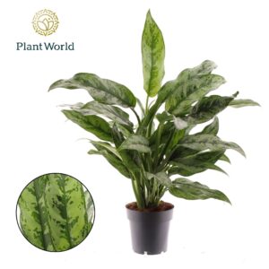 Aglaonema other Aglaonema Romeo
(7 Plants/Order)(14cmP 50cmH)