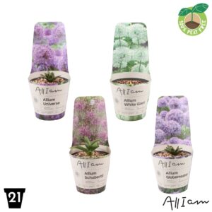Allium Allium XXL mix
(1 Plants/Order)(21cmP 50cmH)