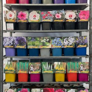 Vaste plants mixed 4 Types Vaste plants mix CC 1 C5
(1 Plants/Order)(21cmP 35cmH)