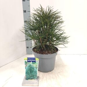 Sciadopitys verticillata Sciadopitys verticillata
(1 Plants/Order)(23cmP 40cmH)