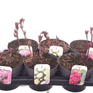 Paeonia Paeonia mix
(1 Plants/Order)(17cmP 25cmH)