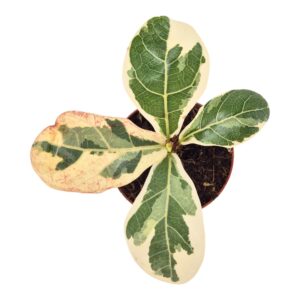 Ficus lyrata Ficus Lyrata Variegata
(20 Plants/Order)(7cmP 10cmH)