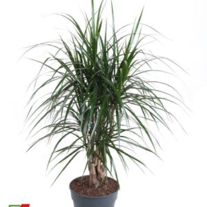 Dracaena marginata Dracaena Marginata busch P24
(1 Plants/Order)(24cmP 100cmH)