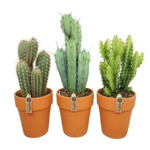 Cactus Cactus mix in 19 cm 'Terracotta Kraagpot'
(3 Plants/Order)(17cmP 45cmH)