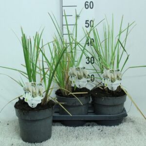 Cortaderia selloana Cortaderia selloana 'Junior' P19
(1 Plants/Order)(19cmP 50cmH)