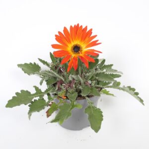 Arctotis Opera Fire Arctotis Opera Fire p12
(12 Plants/Order)(12cmP 25cmH)