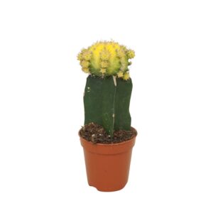 Gymnocalyc mihanovich Gymnocalycium geënt yellow/green 5,5 cm
(20 Plants/Order)(5.5cmP 15cmH)