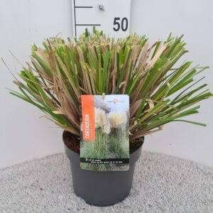 Cortaderia selloana Pumila Cortaderia Sel. Pumila P26
(1 Plants/Order)(26cmP 40cmH)