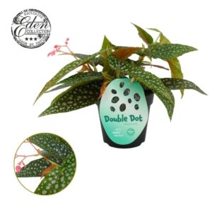 Begonia Double Dot Begonia cane Double Dot 12cm
(4 Plants/Order)(12cmP 20cmH)