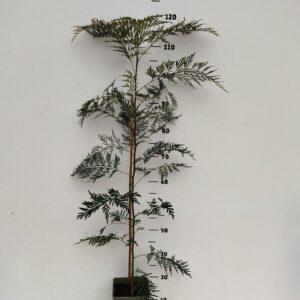 Grevillea robusta Grevillea robusta
(1 Plants/Order)(19cmP 90cmH)
