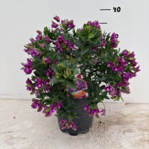Polygala myrtifolia Polygala myrtifolia
(1 Plants/Order)(19cmP 611cmH)