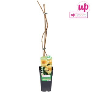 Campsis radicans Flava Campsis radicans Flava (geënt) P15
(10 Plants/Order)(15cmP 65cmH)