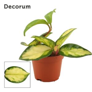 Hoya Tricolor Hoya Carnosa 6 cm Tricolor (Decorum)
(20 Plants/Order)(6cmP 7cmH)