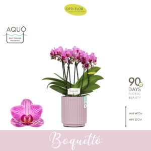 Phalaenopsis Multifloratypes other Boquetto Delight 3-5 spike in Molise Lilac Aquo
(6 Plants/Order)(12cmP 35cmH)
