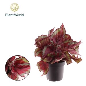Begonia Magic Colours Spitfire Begonia rex Spitfire
(8 Plants/Order)(12cmP 25cmH)
