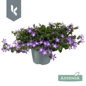 Campanula poscharskyana Adansa Purple
(5 Plants/Order)(15cmP 25cmH)