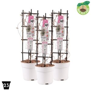 Clematis Montana Clematis montana 'Carnaval', P23 op Rack
(1 Plants/Order)(23cmP 90cmH)