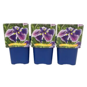 Iris ensata Iris ensata 'Crystal Halo' C5
(1 Plants/Order)(21cmP 35cmH)