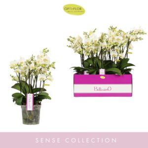 Phalaenopsis Multiflora Bellissimo Bella
(6 Plants/Order)(15cmP 50cmH)