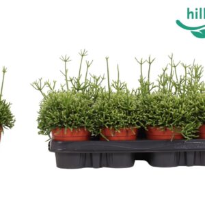 Rhipsalis cereuscula Rhipsalis cereuscula 9 cm
(18 Plants/Order)(9cmP 15cmH)