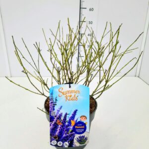 Buddleja Buddleja d. 'Summer Kids® Timmi' C5
(1 Plants/Order)(23cmP 50cmH)