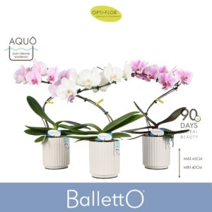 Phalaenopsis mixed Balletto mix 1 spike in Molise White Aquo
(6 Plants/Order)(12cmP 45cmH)