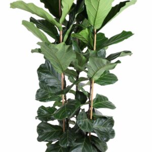 Ficus lyrata Ficus Lyrata 3PP P40 (NO GAP)
(1 Plants/Order)(40cmP 170cmH)