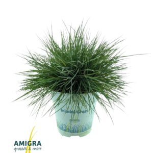 Festuca glauca Festuca glauca CompactA Blue®
(15 Plants/Order)(10.5cmP 25cmH)