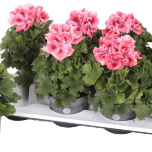 Pelargonium Pelargonium Grandifloru Pelg. Bella Donna orange 12cm
(8 Plants/Order)(12cmP 28cmH)