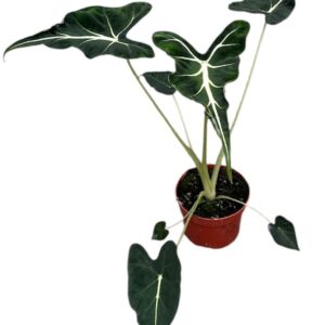 Alocasia Alocasia Frydek Tattoo
(9 Plants/Order)(10.5cmP 15cmH)