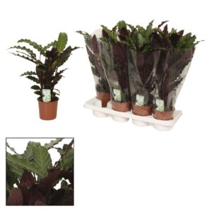 Calathea Wavestar Calathea 14cm Wavestar (Rufibarba) - Living
(10 Plants/Order)(14cmP 45cmH)