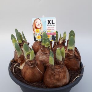 Narcissus Attraction Narcissus Attraction
(1 Plants/Order)(19cmP 20cmH)