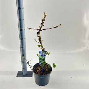 Hydrangea anomala petiolaris Hydrangea anomala petiolaris --gestokt 60 cm
(1 Plants/Order)(23cmP 80cmH)