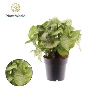 Syngonium White Butterfly Syngonium White Butterfly
(6 Plants/Order)(14cmP 30cmH)