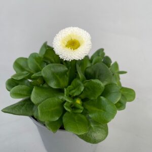 Bellis perennis Rushe Bellis kleinbl. white p9
(24 Plants/Order)(9cmP 20cmH)