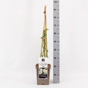 Rosa Rosa Rambler Guirlande d´Amour ®, C5, 4 stok 90cm
(1 Plants/Order)(23cmP 70cmH)