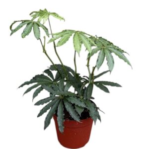 Anthurium Leaf Anthurium Polyschistum
(8 Plants/Order)(14cmP 25cmH)