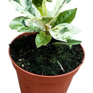 Ficus Ficus Shivereana Moonshine
(14 Plants/Order)(8cmP 10cmH)