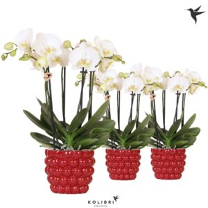 Phalaenopsis white more Ripsen Kolibri Orchids Phalaenopsis Jewel Ghent 4 spike in Berry Pot
(4 Plants/Order)(12cmP 40cmH)