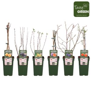 fruit trees and -heesters ov fruit mix tray bio P19 exclusief
(6 Plants/Order)(19cmP 50cmH)