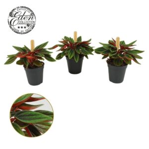 Peperomia Peperomia Rosso 5,5cm
(20 Plants/Order)(5.5cmP 10cmH)