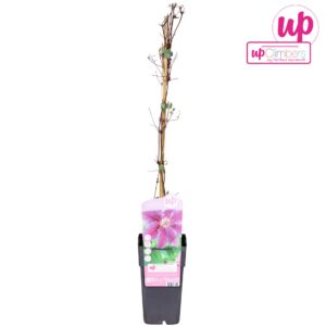 Clematis Dr Ruppel Clematis Dr Ruppel P15
(10 Plants/Order)(15cmP 65cmH)