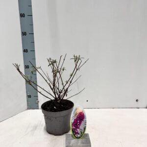 Buddleja Royal Red Buddleja dav. 'Royal Red'
(1 Plants/Order)(17cmP 30cmH)