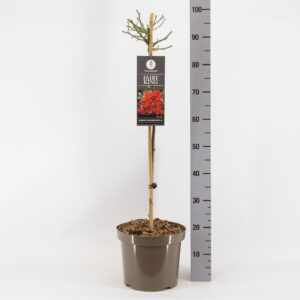 Rosa Rosa (P) Fairy King ®, stam 70, C7.5
(1 Plants/Order)(26cmP 100cmH)